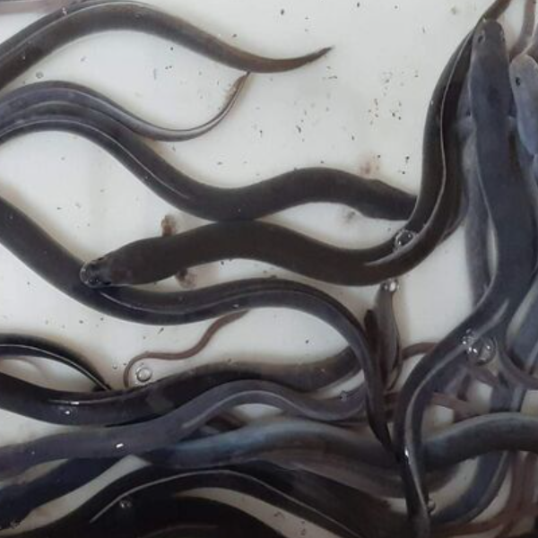 Live fish eels / fresh frozen fish eels in bulk - Quality Seafood Wholesale