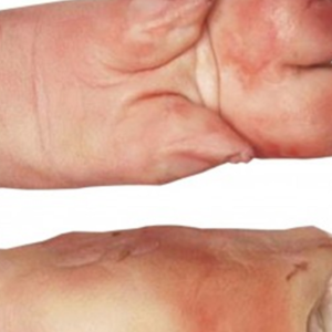 Premium Quality Frozen Pork Cuts Bulk Wholesale Export Frozen Pork Meat For Sale With Factory Price